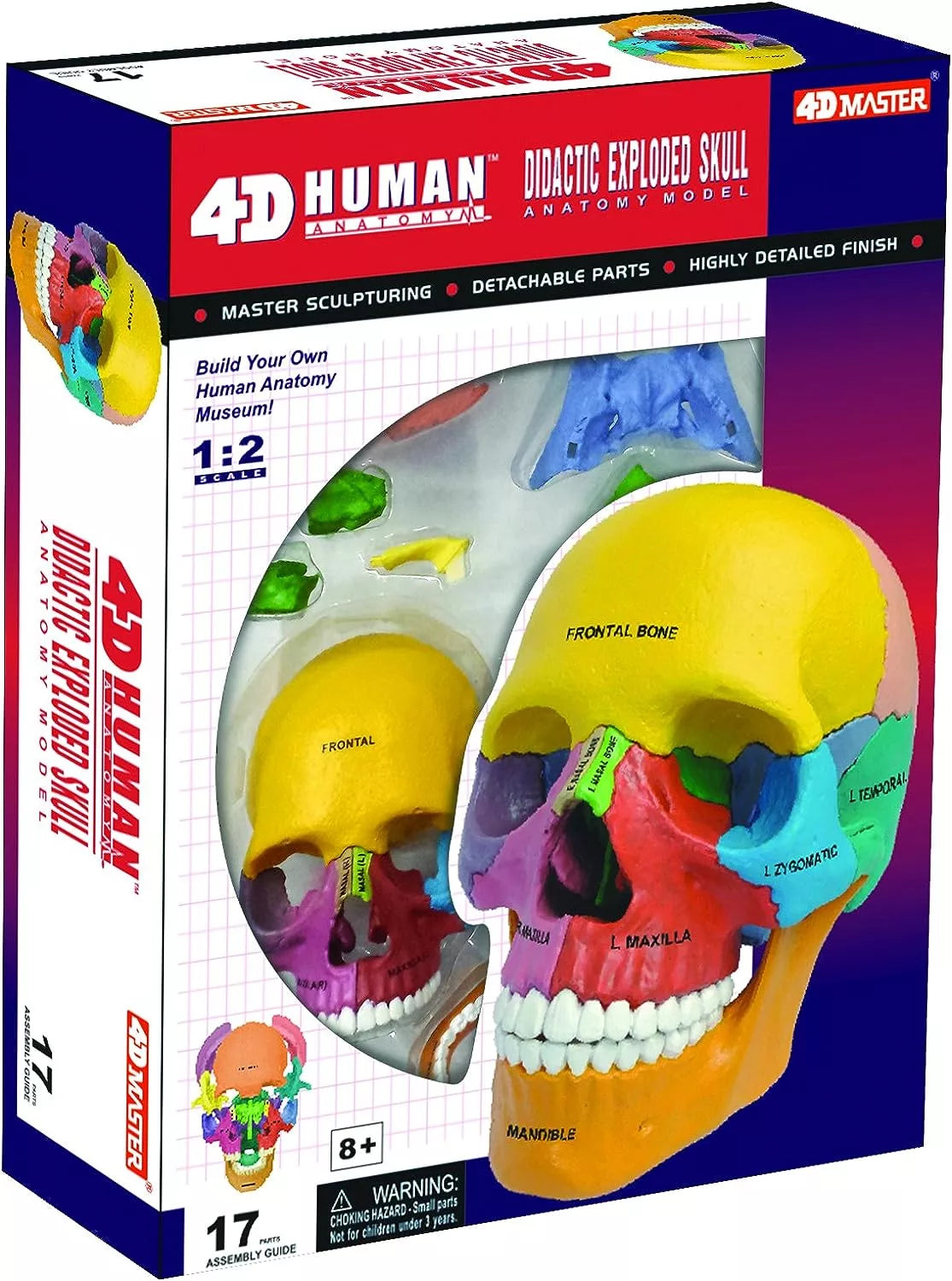 4D Didactic Exploded Skull Model