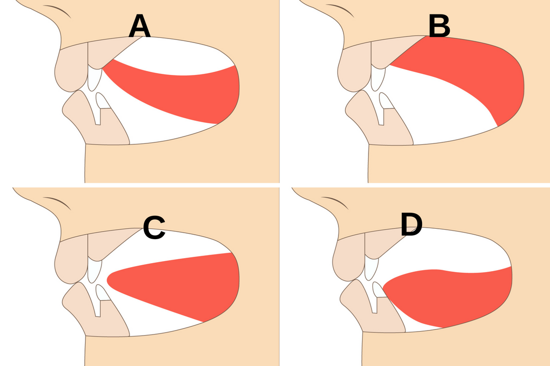 Diagram illustrating proper tongue posture for mewing technique and facial structure improvement.