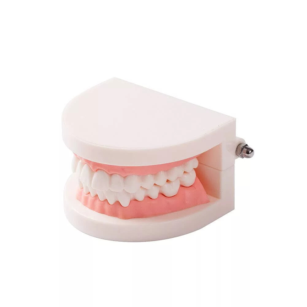 Dental Teeth Model