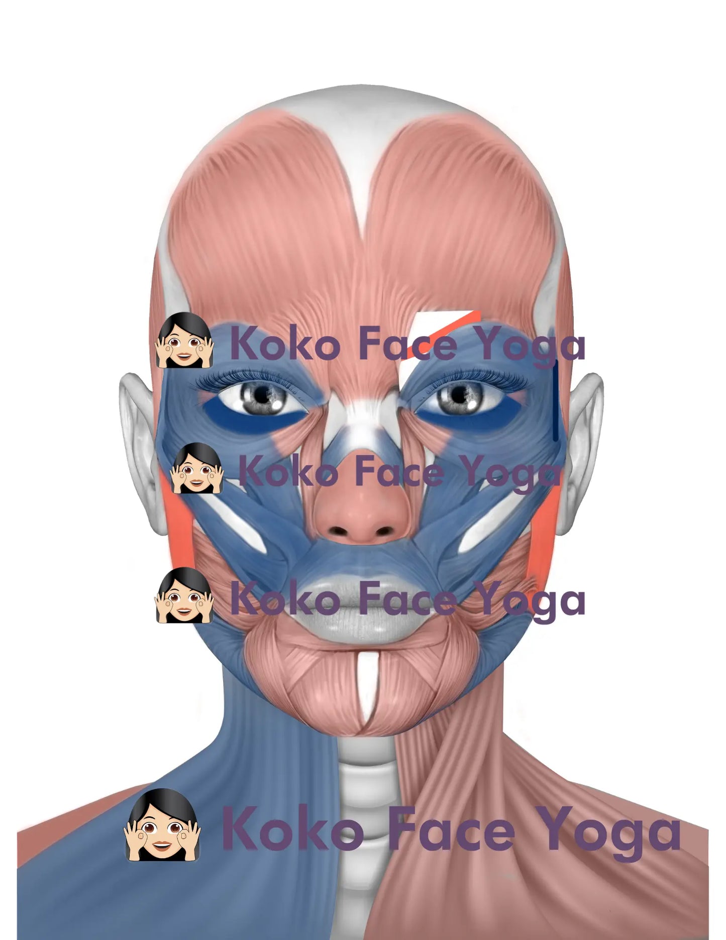 Koko Face Yoga Muscle Anatomy Front View