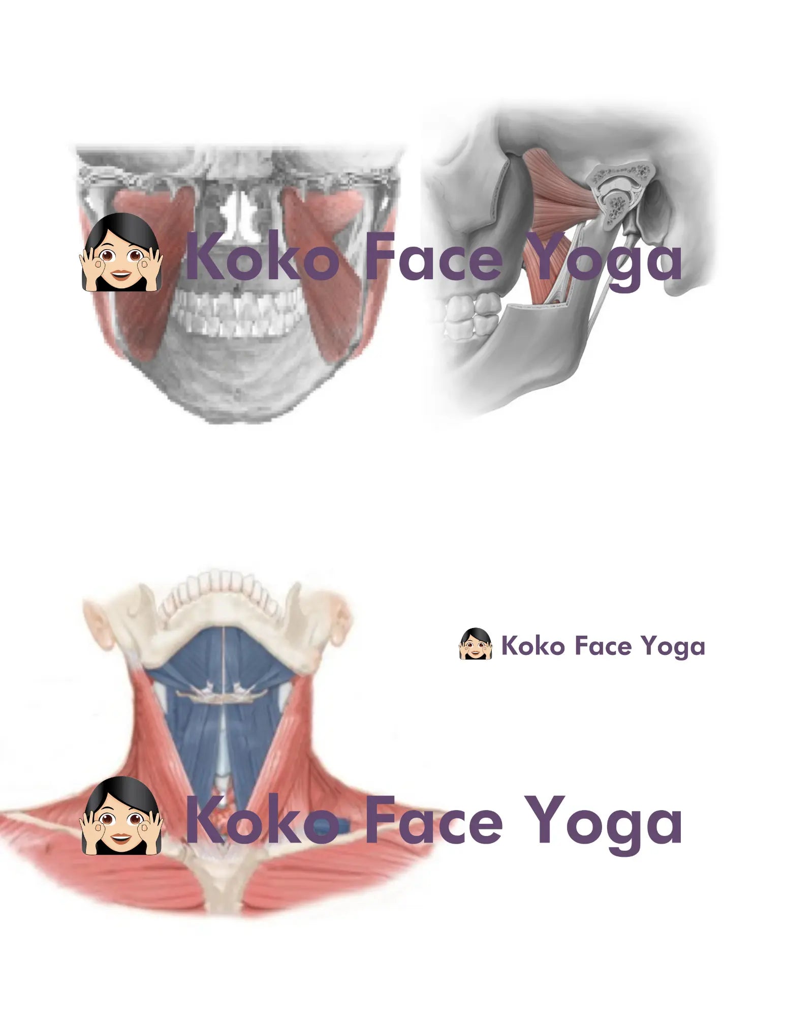 Koko Face Yoga Muscle Anatomy Neck View