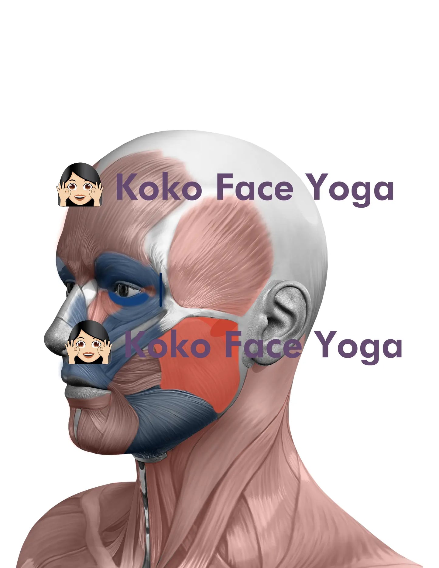 Koko Face Yoga Muscle Anatomy Side View