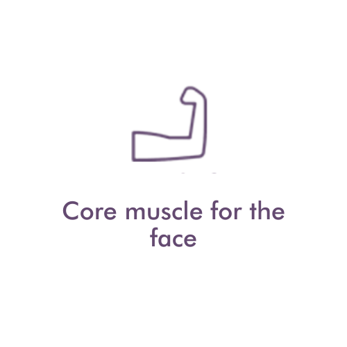 Core muscle for the face