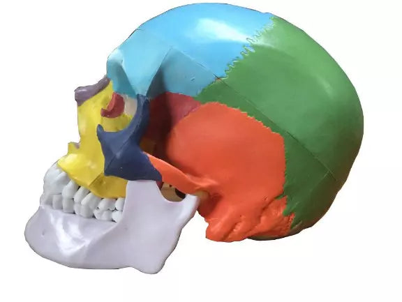 OIF Skull Model