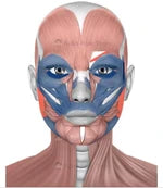 We Work 2 Types of Muscles Koko Face Yoga